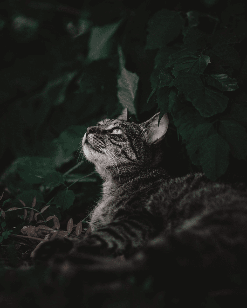 元画像 - 猫は飼い主の腕に抱かれています